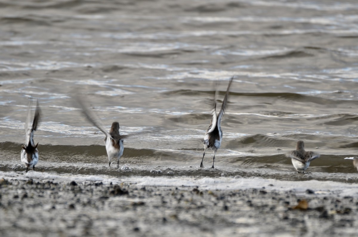 Dunlin - ML611681099