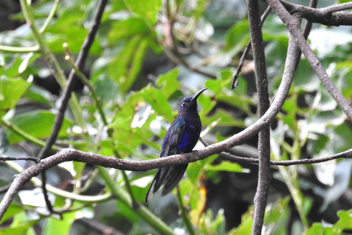 Colibrí Morado - ML611681138