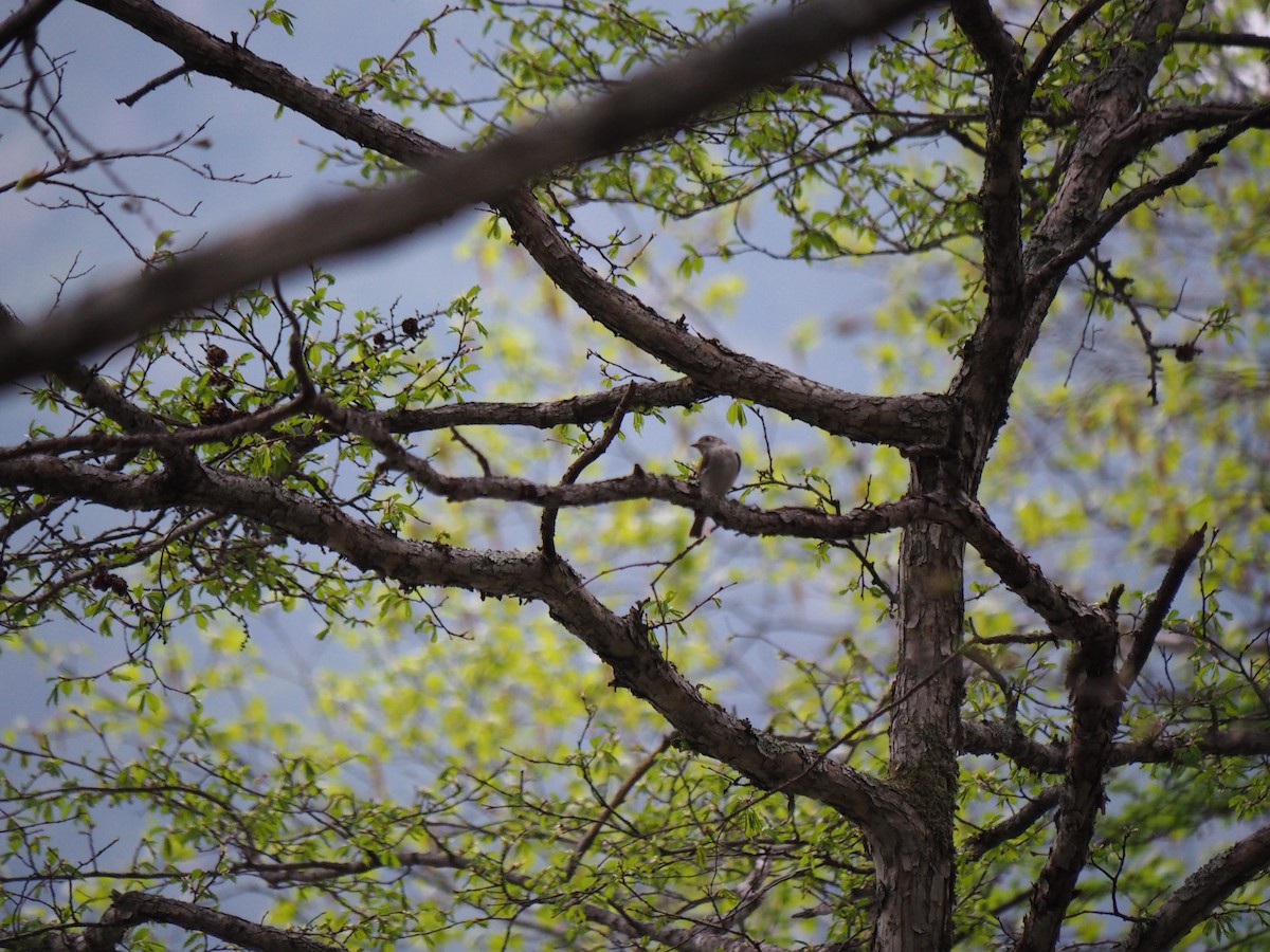 Asian Brown Flycatcher - Gavin Nupp