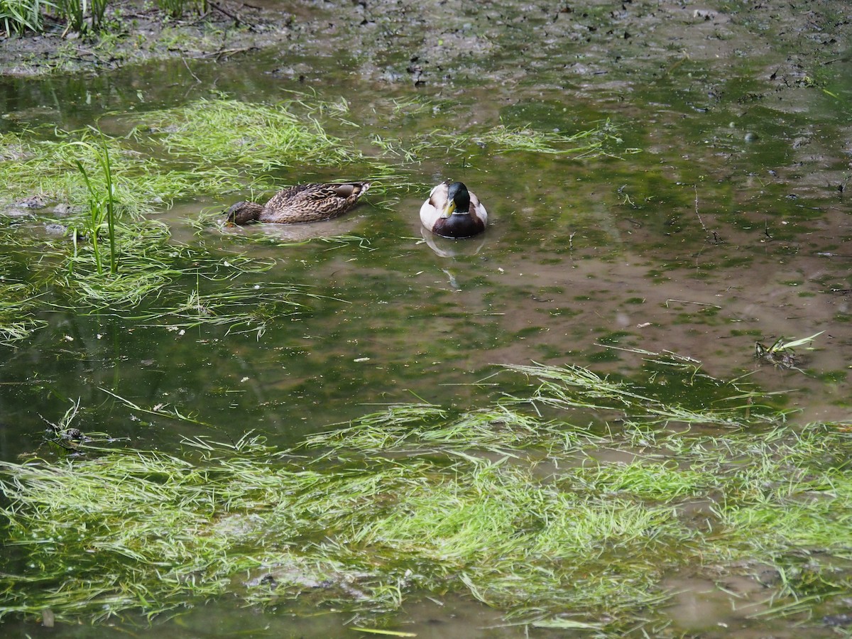 Canard colvert - ML611681200