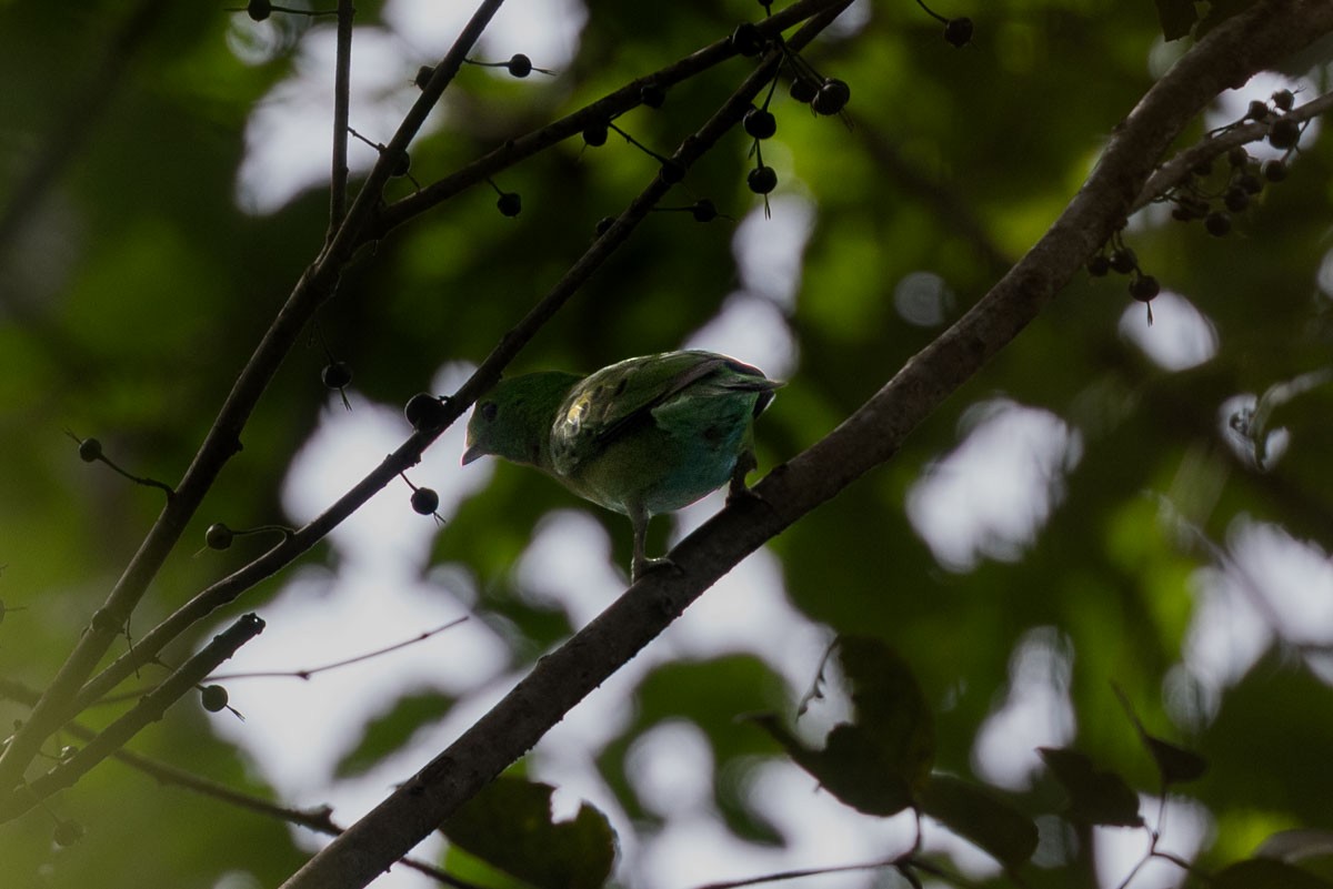 Hose's Broadbill - Johannes Ferdinand