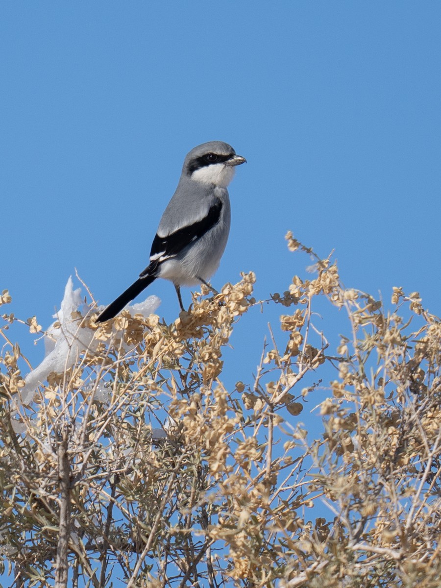 Loggerhead Shrike - ML611681211