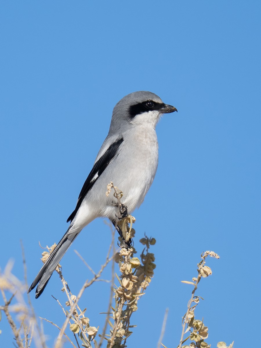 Loggerhead Shrike - Debbie Tubridy