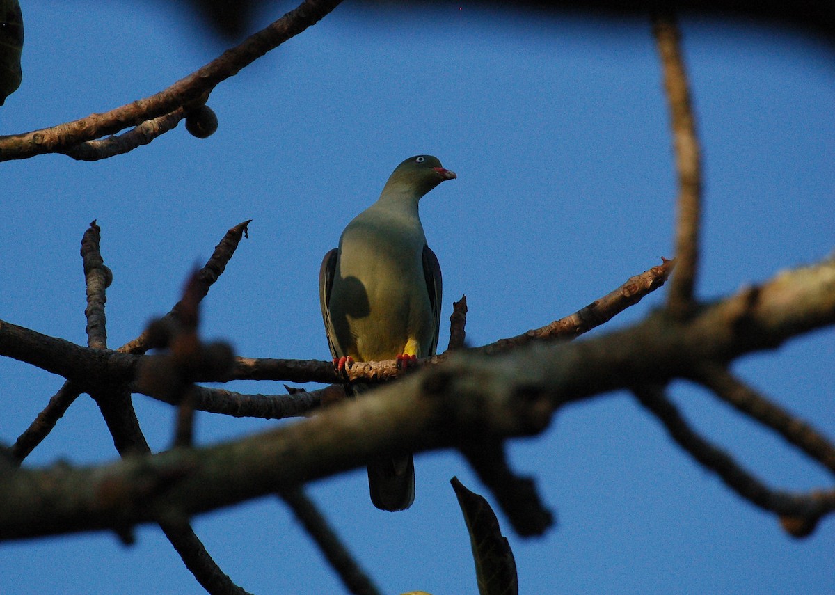 African Green-Pigeon - Matthew Dickerson