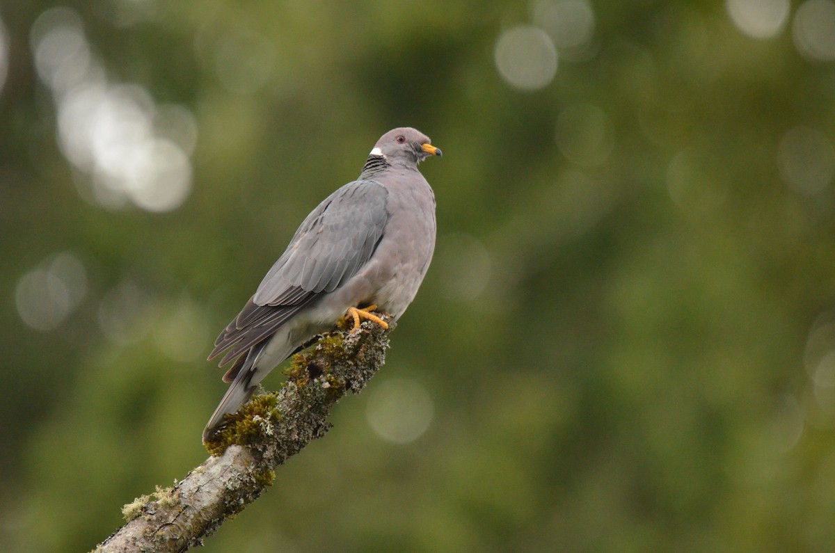Band-tailed Pigeon - ML611681339