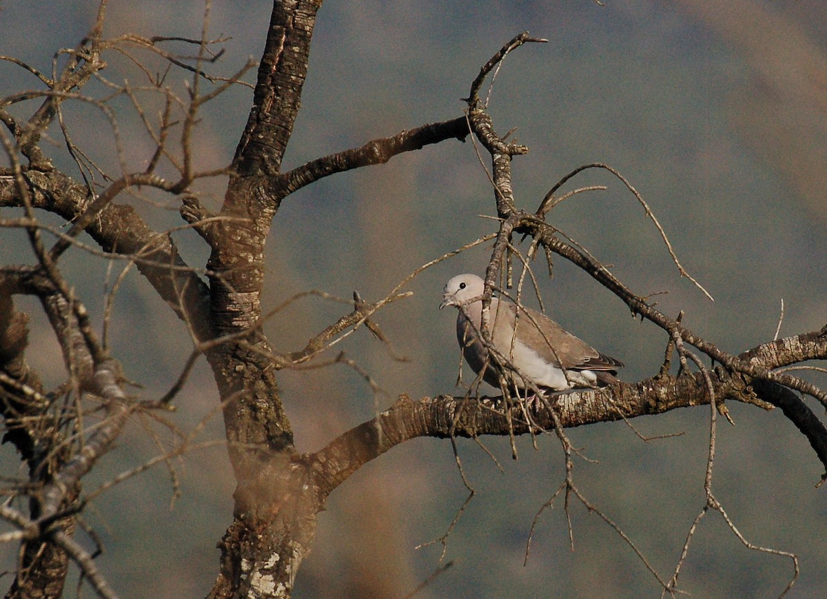 Ring-necked Dove - Matthew Dickerson