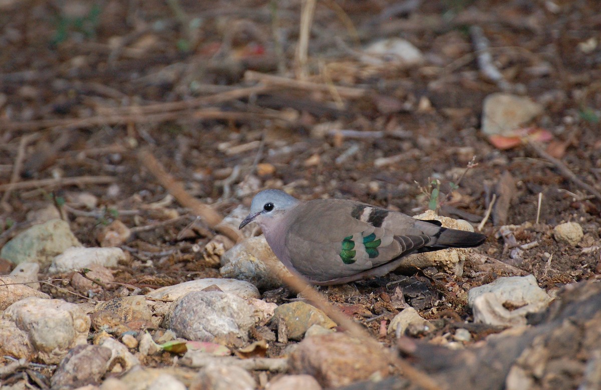 Emerald-spotted Wood-Dove - ML611681541