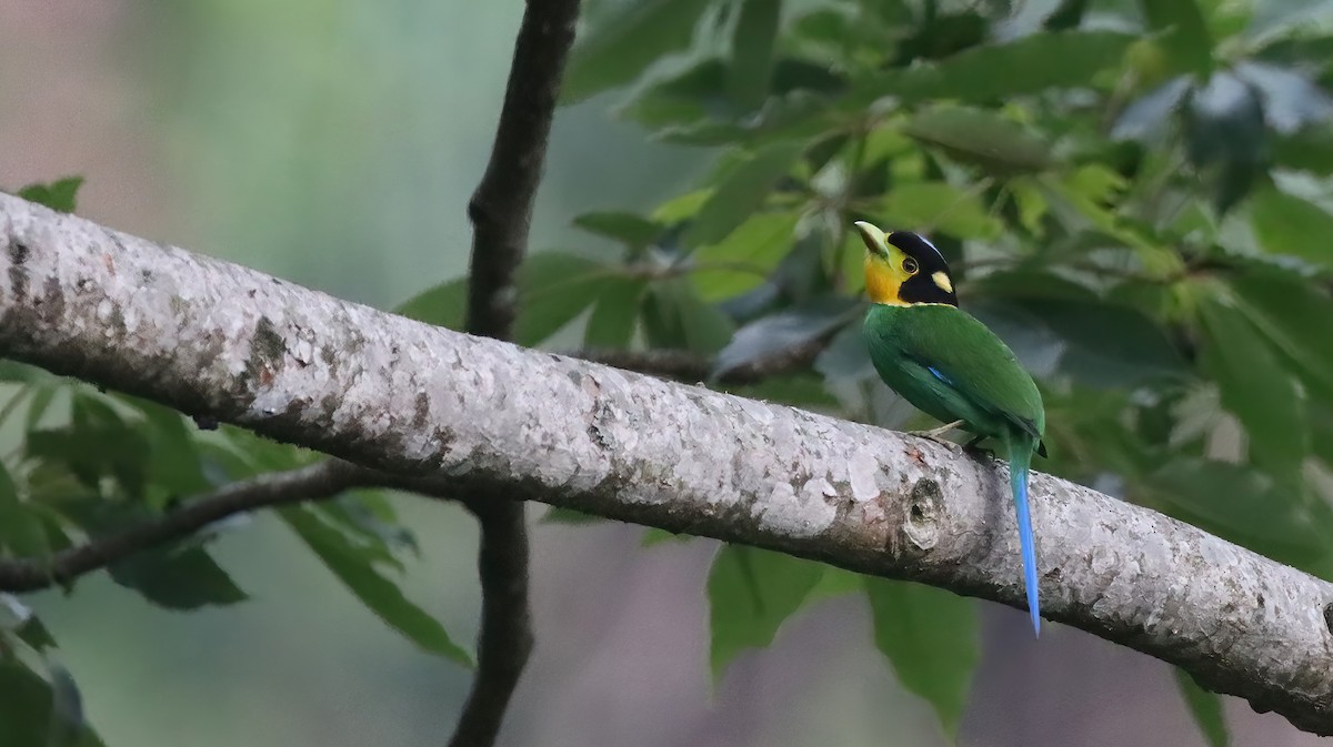 Long-tailed Broadbill - Anirudh Singh