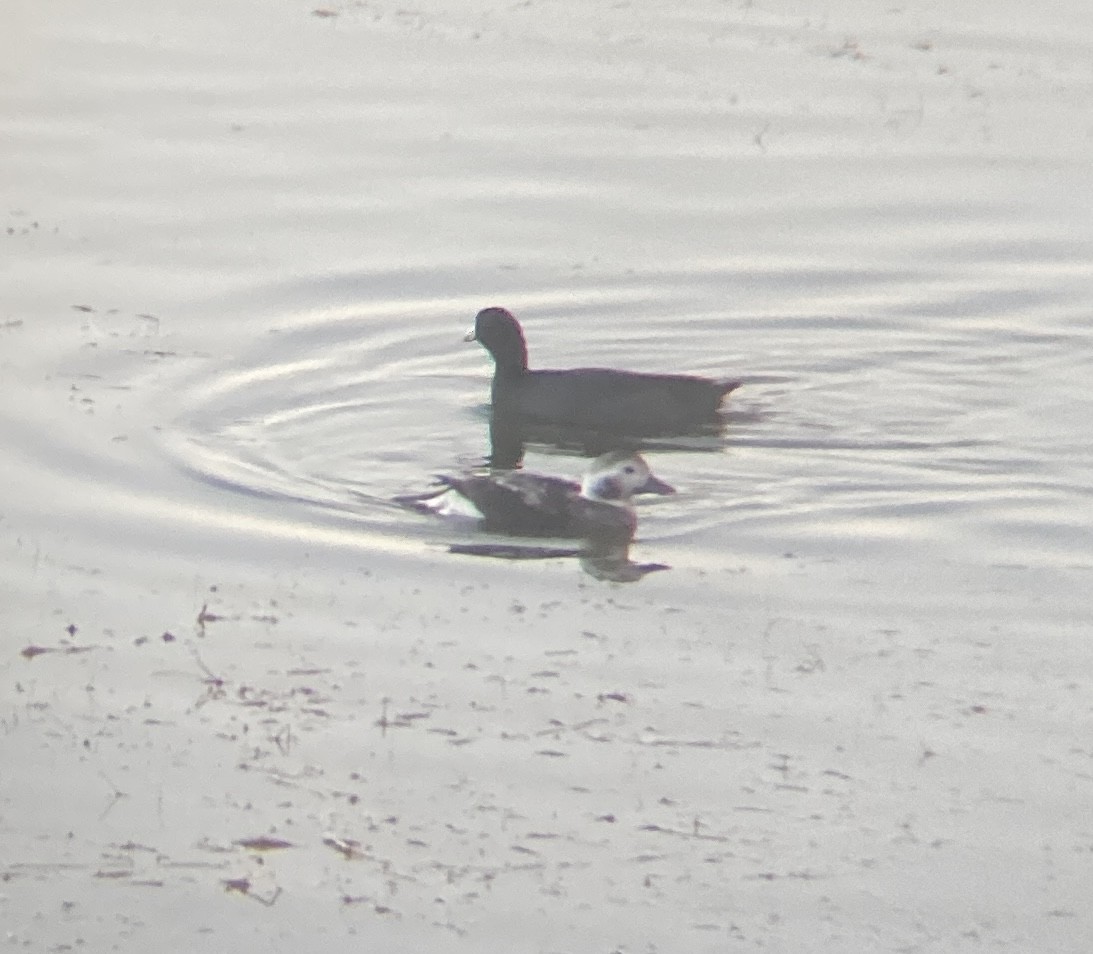 Long-tailed Duck - ML611681575