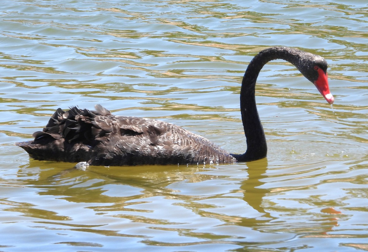 Black Swan - ML611681601