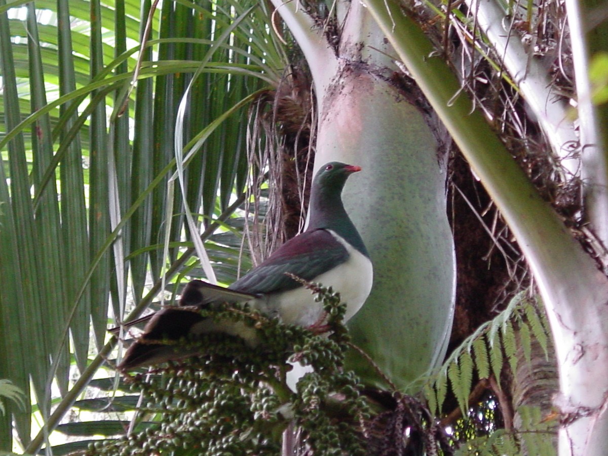 New Zealand Pigeon - ML611681625