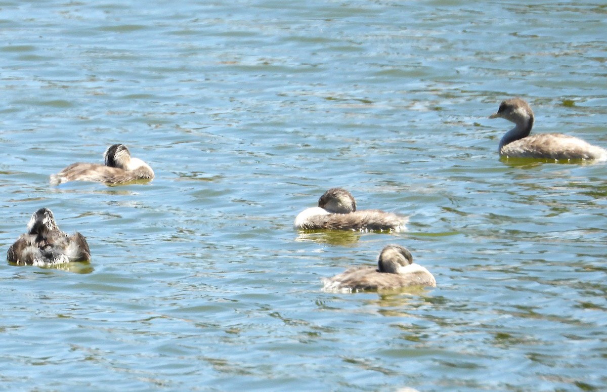 Hoary-headed Grebe - ML611681636