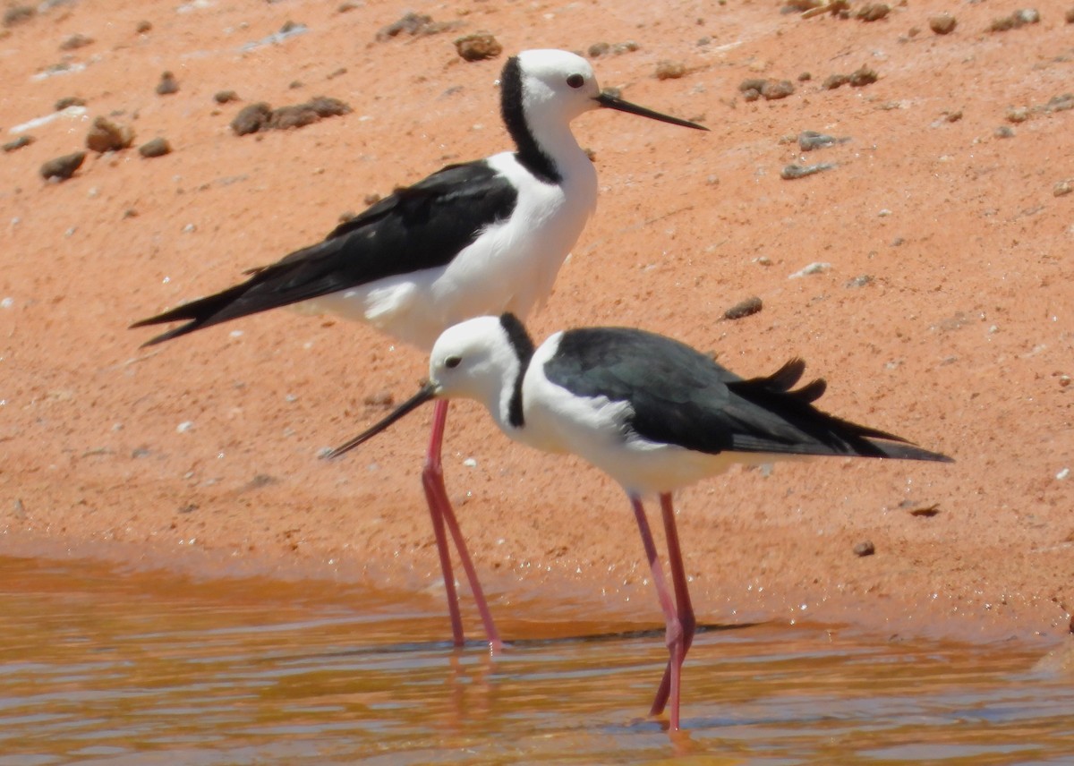 Pied Stilt - ML611681639