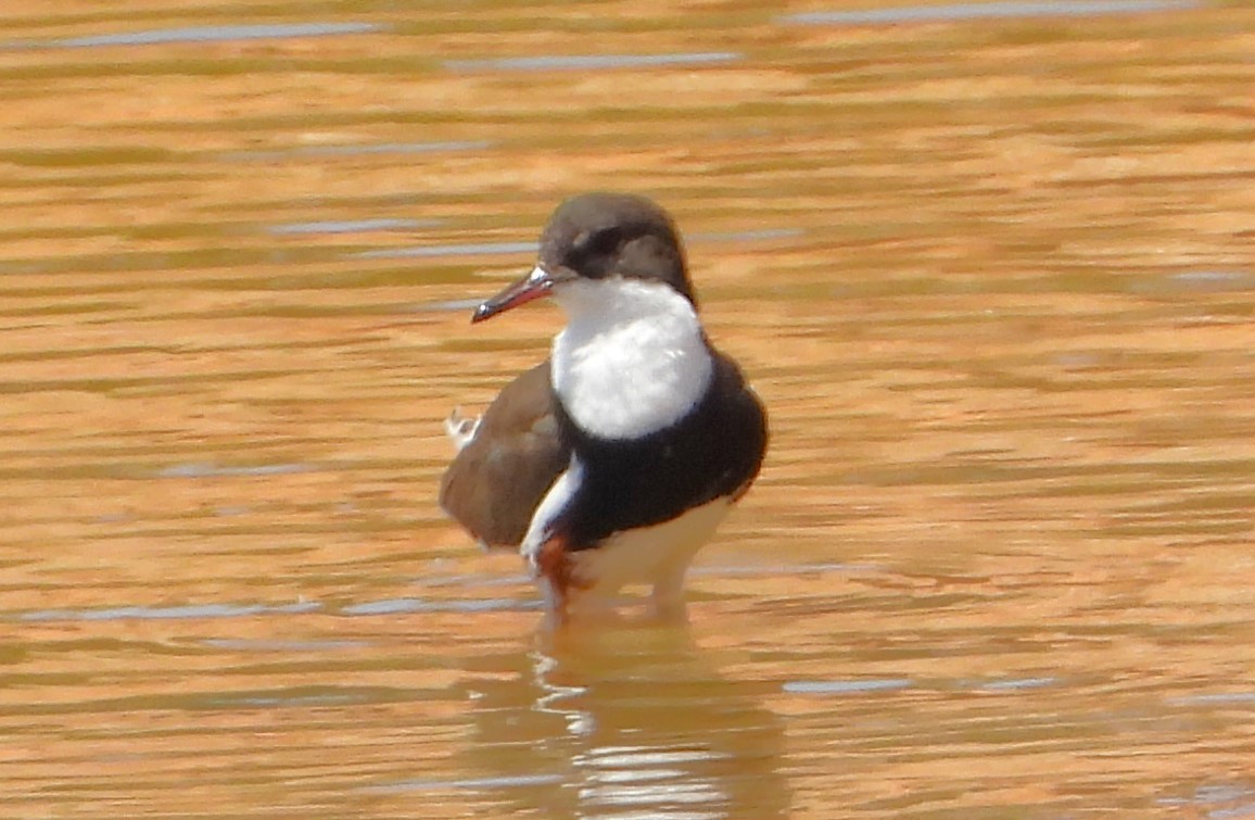 Red-kneed Dotterel - ML611681684