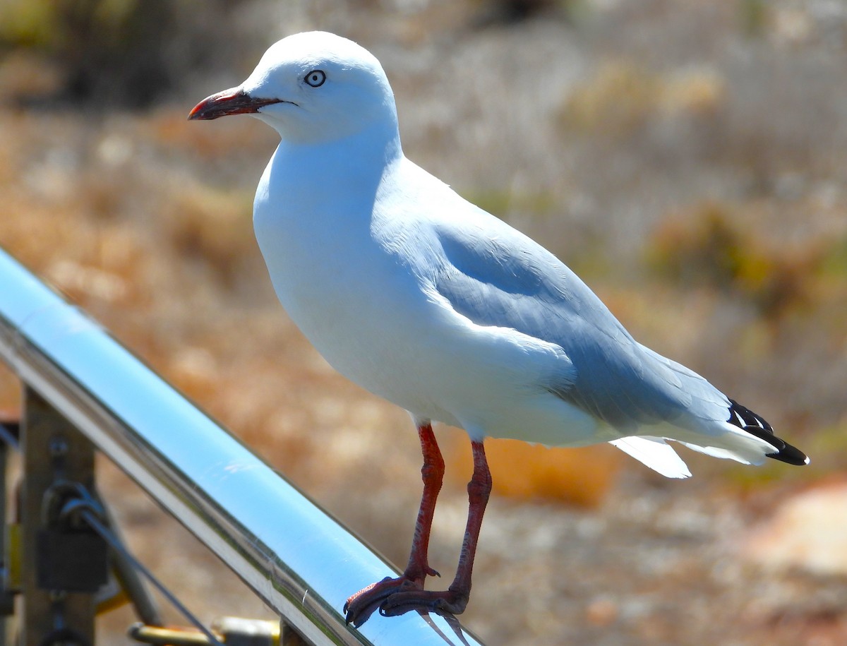 Silver Gull - ML611681690