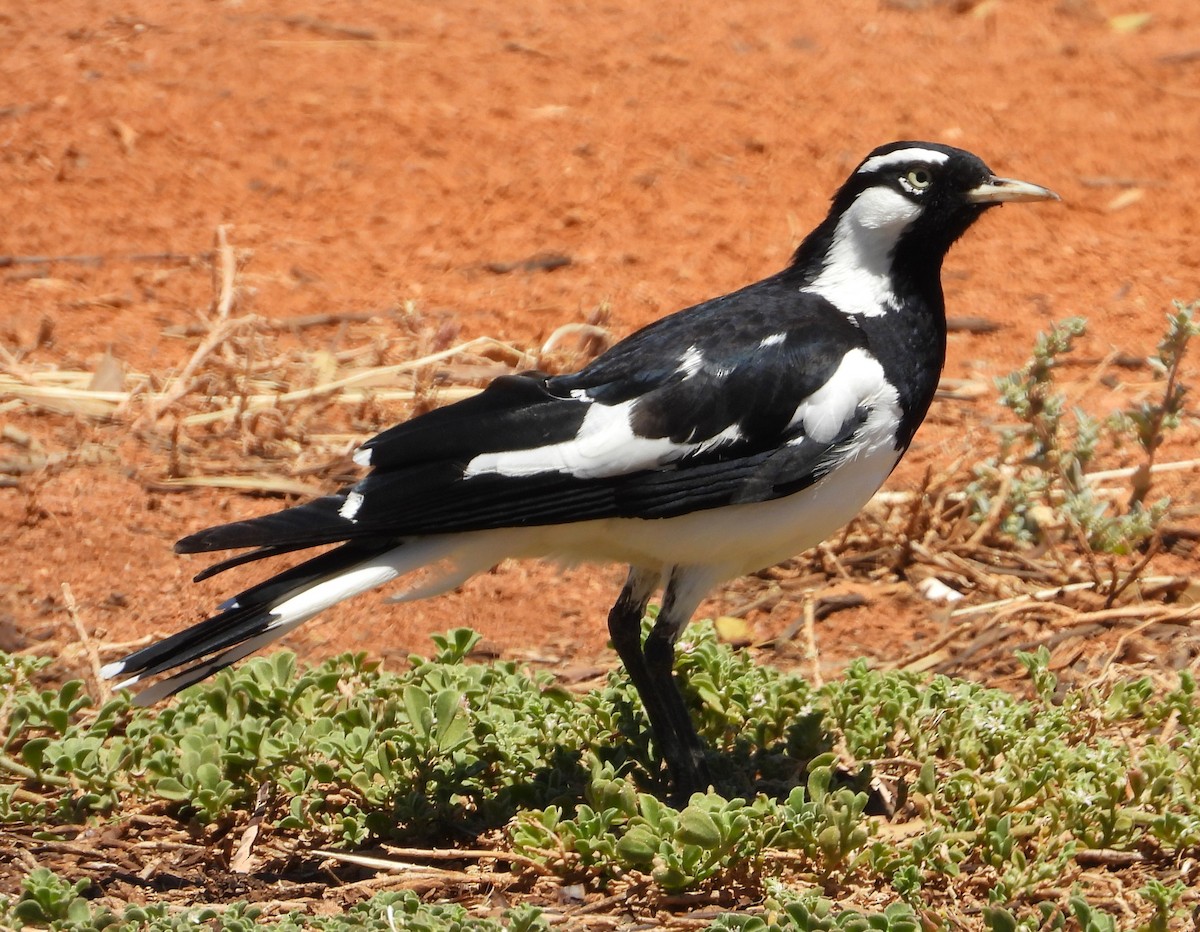 Magpie-lark - ML611681697