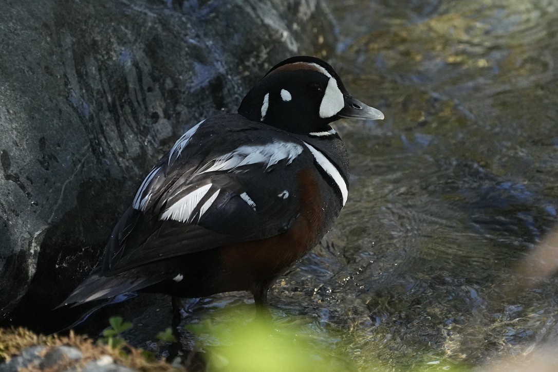 Harlequin Duck - Christopher Carlson