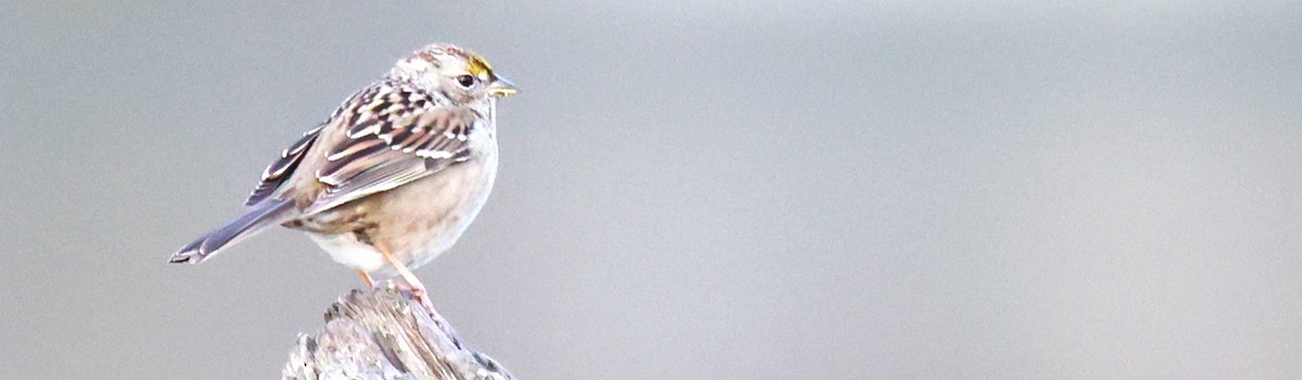 Golden-crowned Sparrow - ML611681808