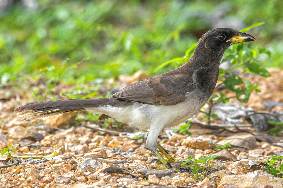 Brown Jay - Enrique Mejía