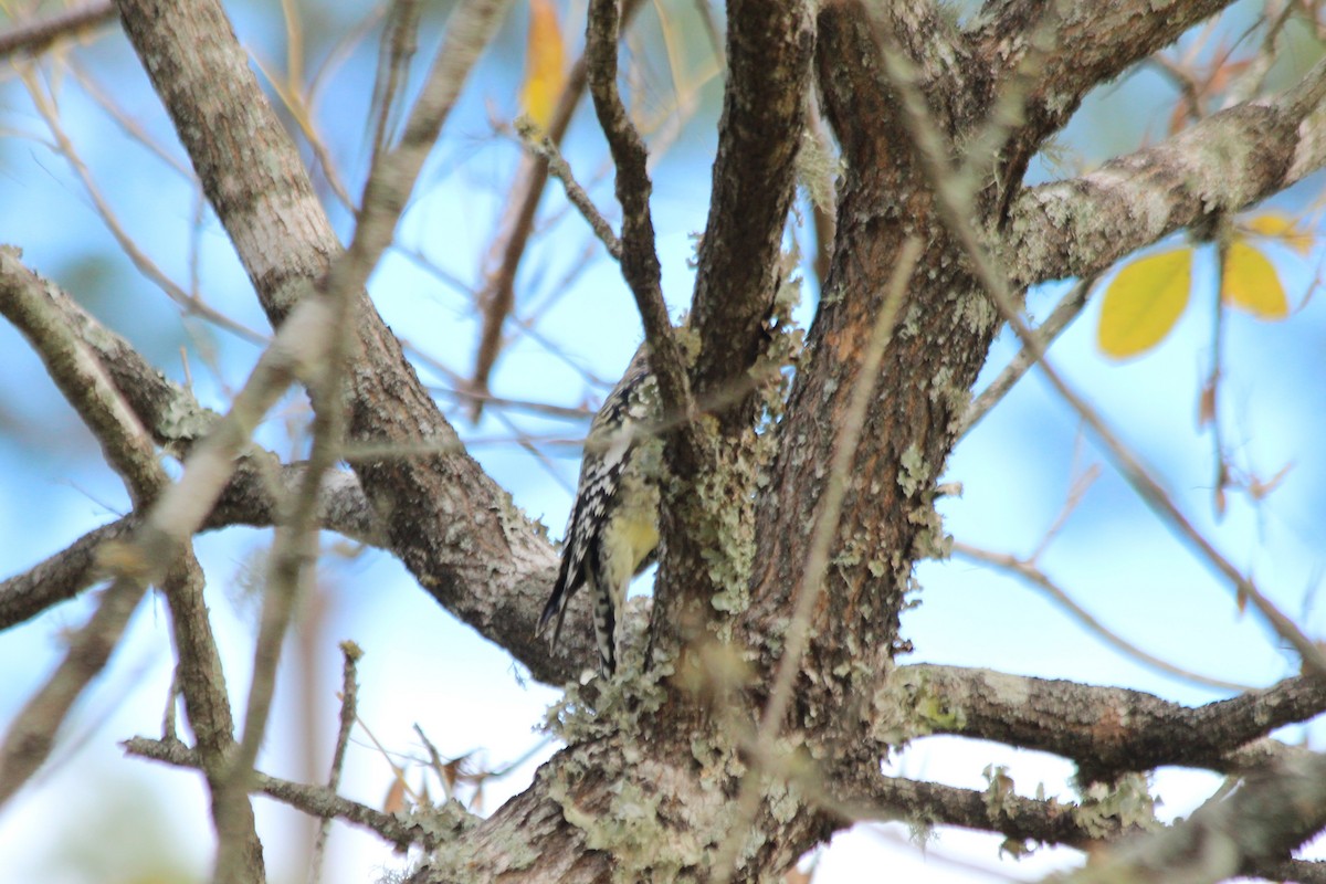 Yellow-bellied Sapsucker - ML611681820