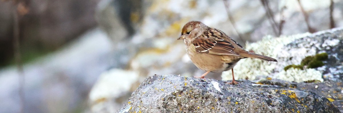 Golden-crowned Sparrow - ML611681822