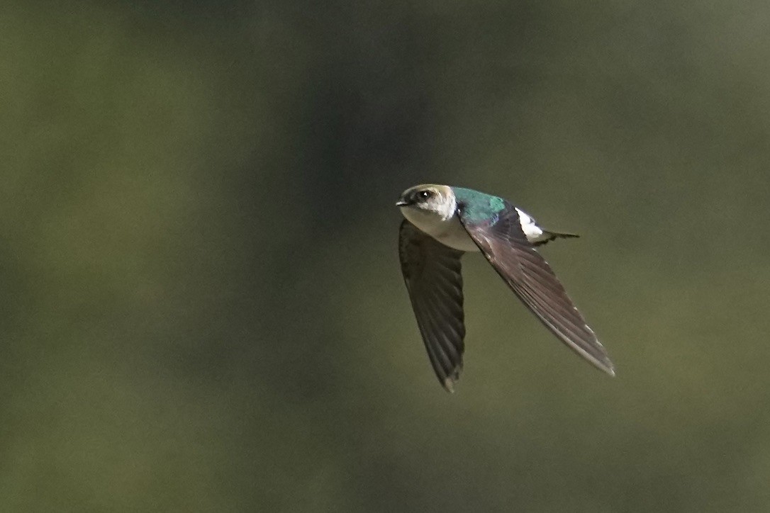 Violet-green Swallow - Christopher Carlson