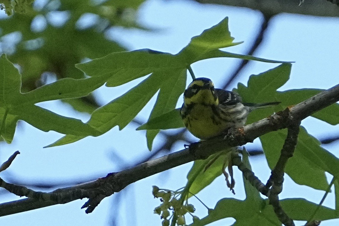 Townsend's Warbler - Christopher Carlson