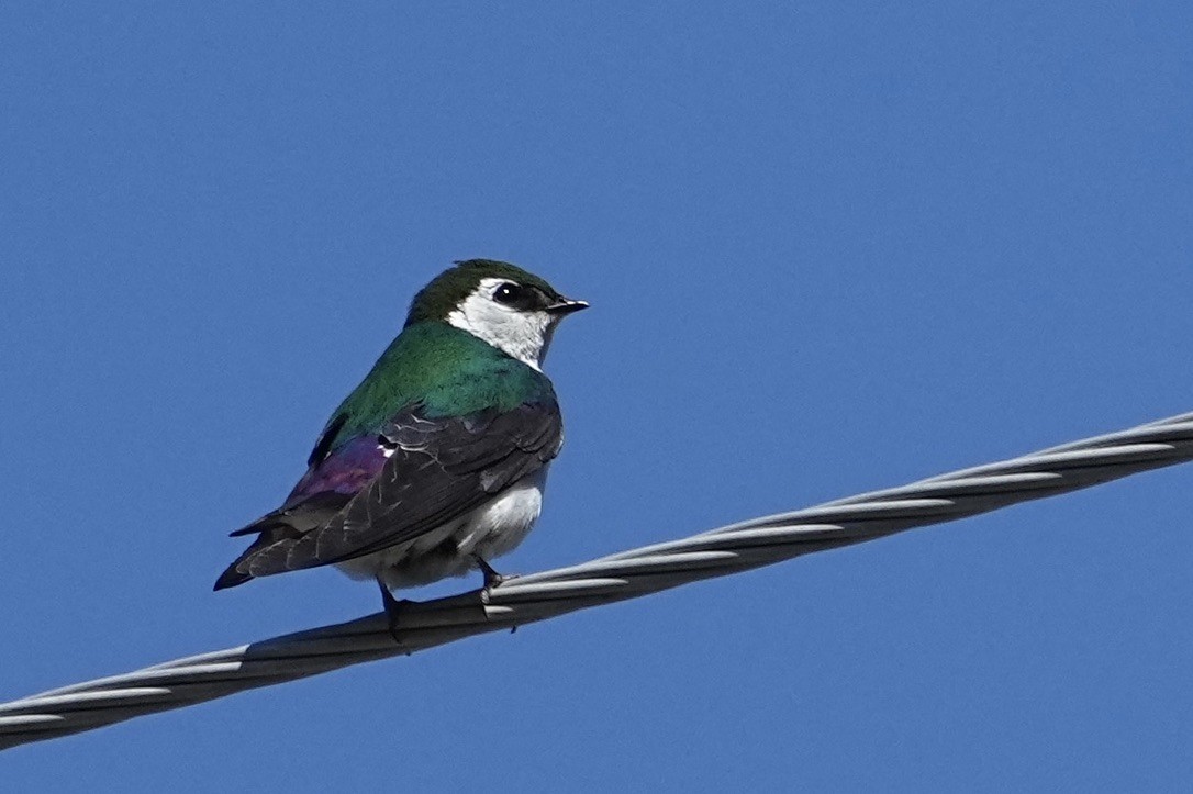 Violet-green Swallow - Christopher Carlson