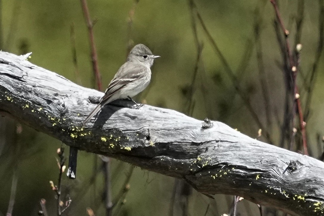 Western Flycatcher (Pacific-slope) - Christopher Carlson