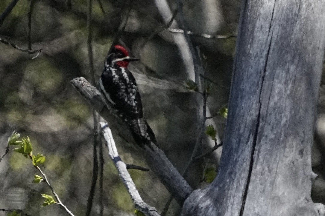 Red-naped Sapsucker - Christopher Carlson