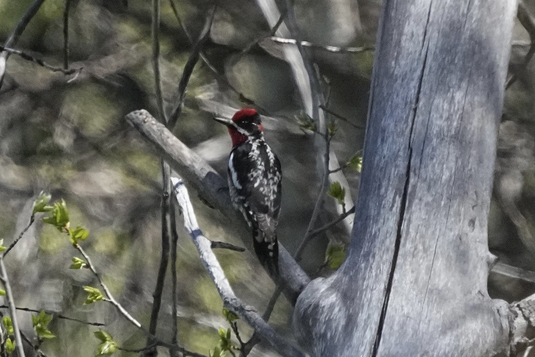 Red-naped Sapsucker - Christopher Carlson