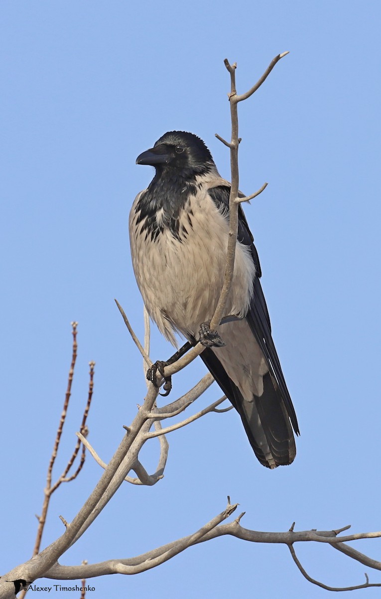 Hooded Crow - ML611681919