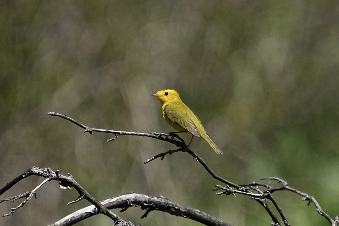 Wilson's Warbler - Christopher Carlson