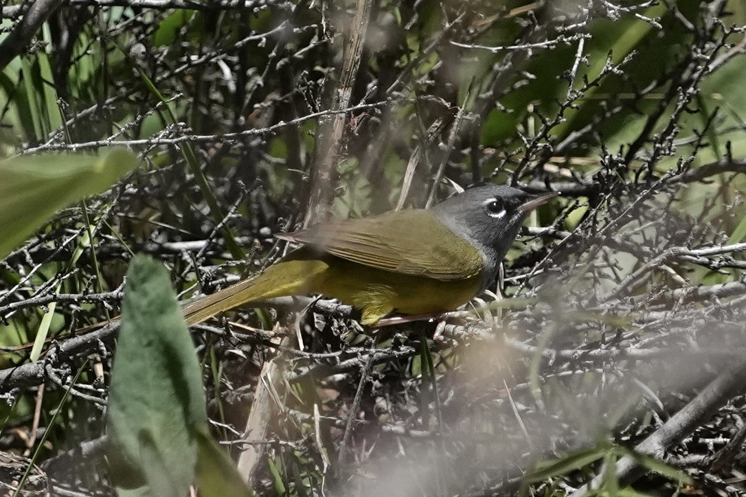 MacGillivray's Warbler - ML611681928