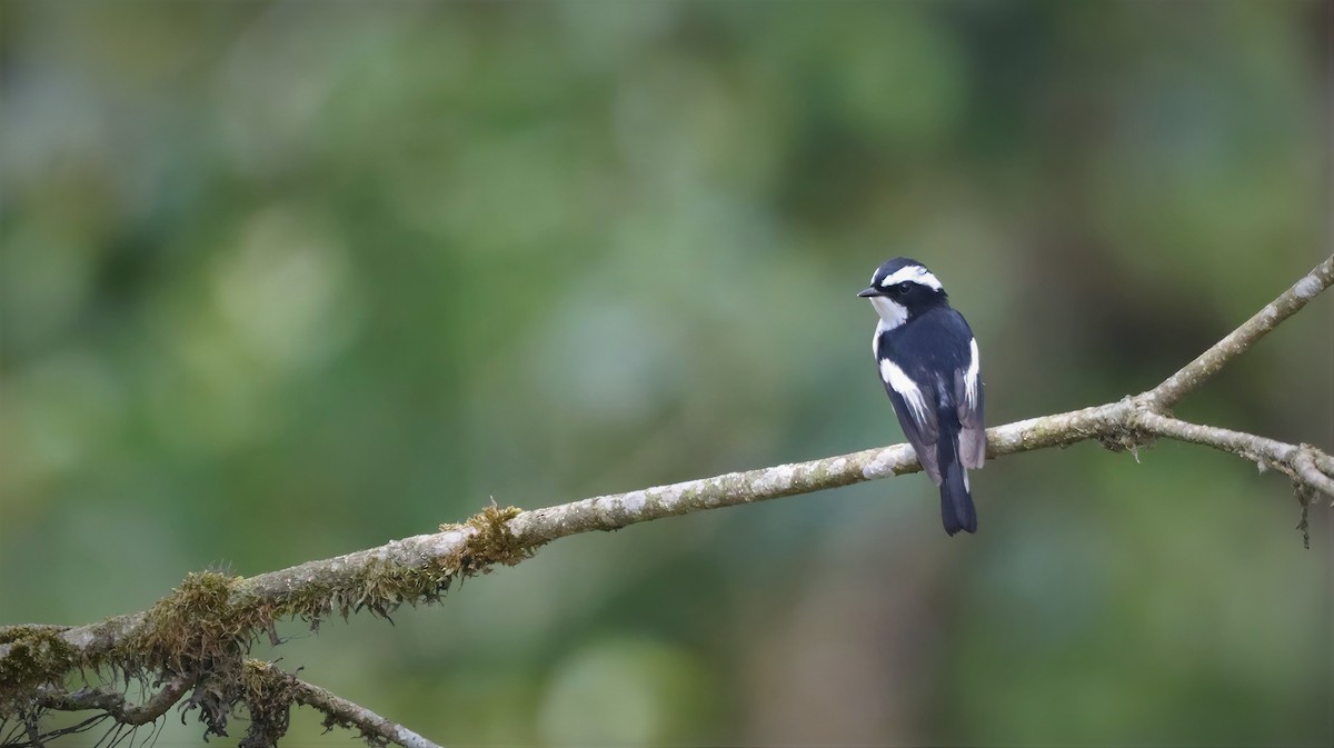 Little Pied Flycatcher - ML611681953