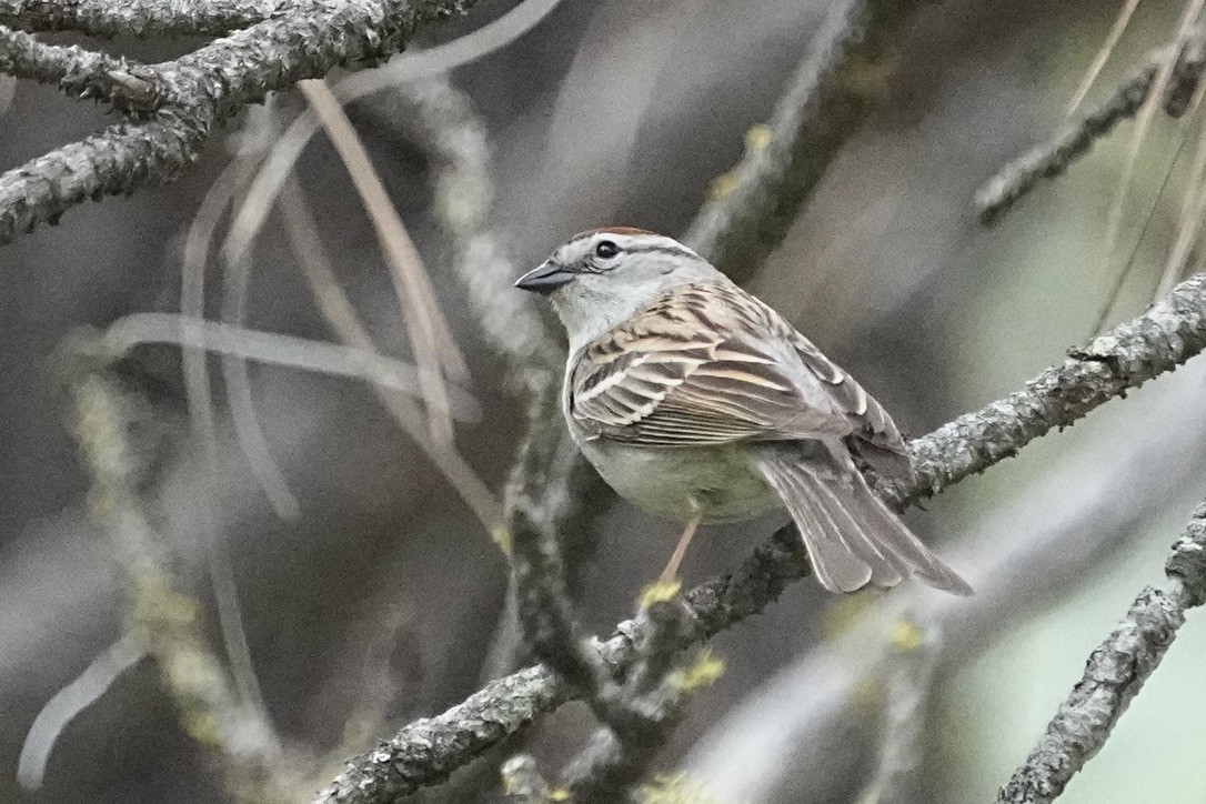 Chipping Sparrow - ML611682008
