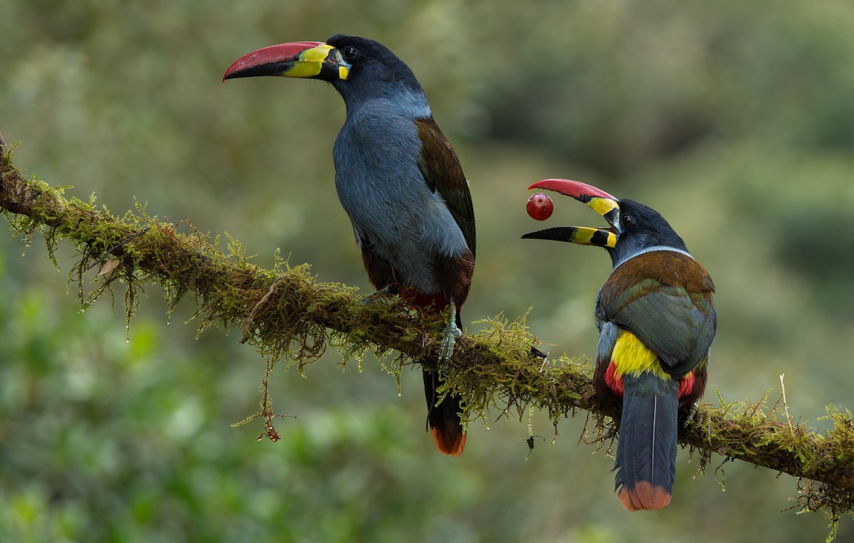 Gray-breasted Mountain-Toucan - W. Gareth Rasberry