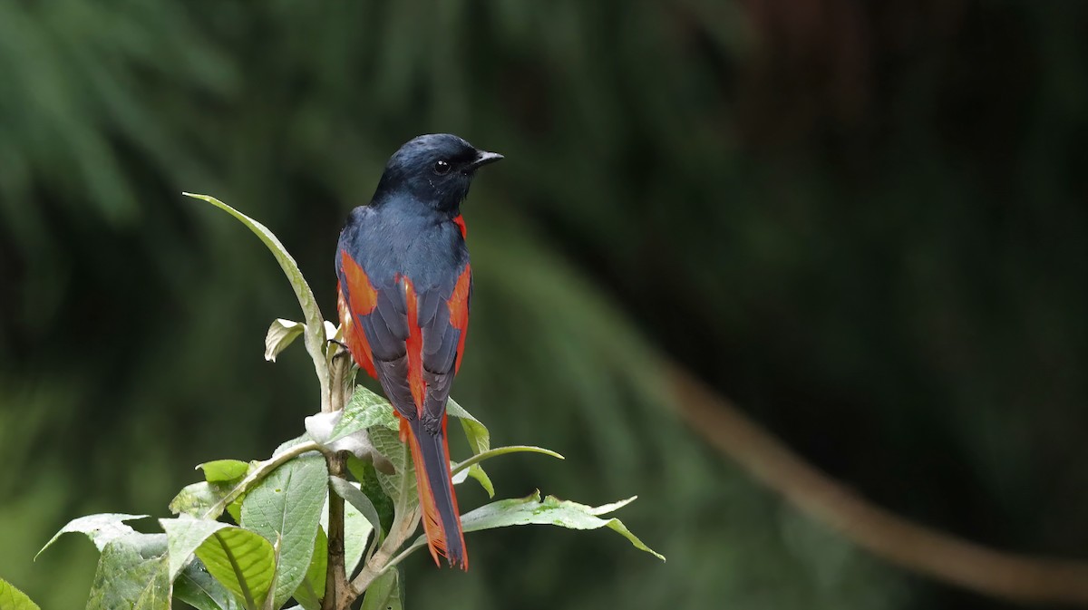 Short-billed Minivet - Anirudh Singh