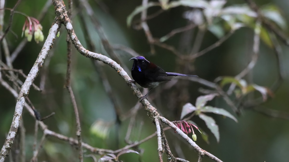 Black-throated Sunbird - ML611682028