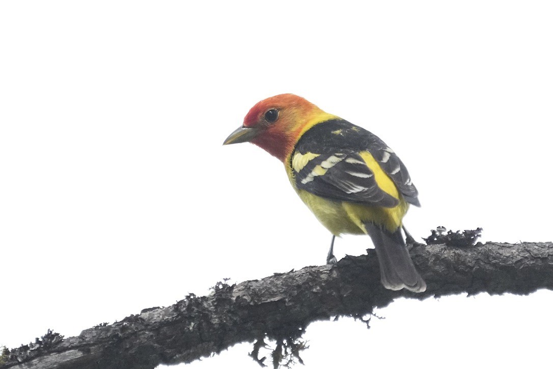 Western Tanager - ML611682032