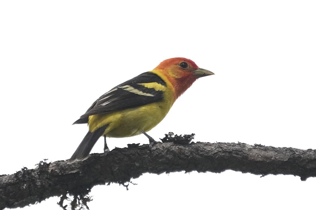 Western Tanager - ML611682033