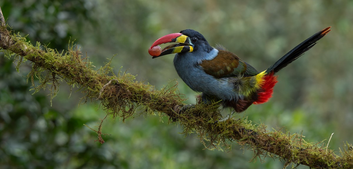 Gray-breasted Mountain-Toucan - W. Gareth Rasberry