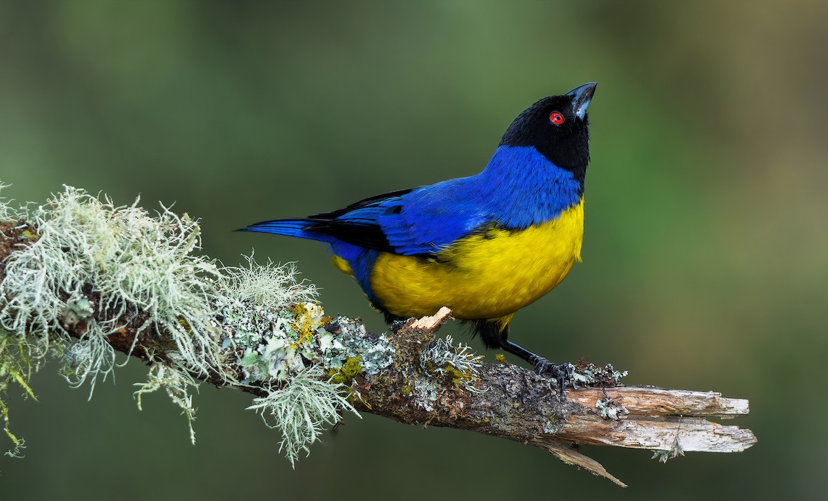 Hooded Mountain Tanager - W. Gareth Rasberry