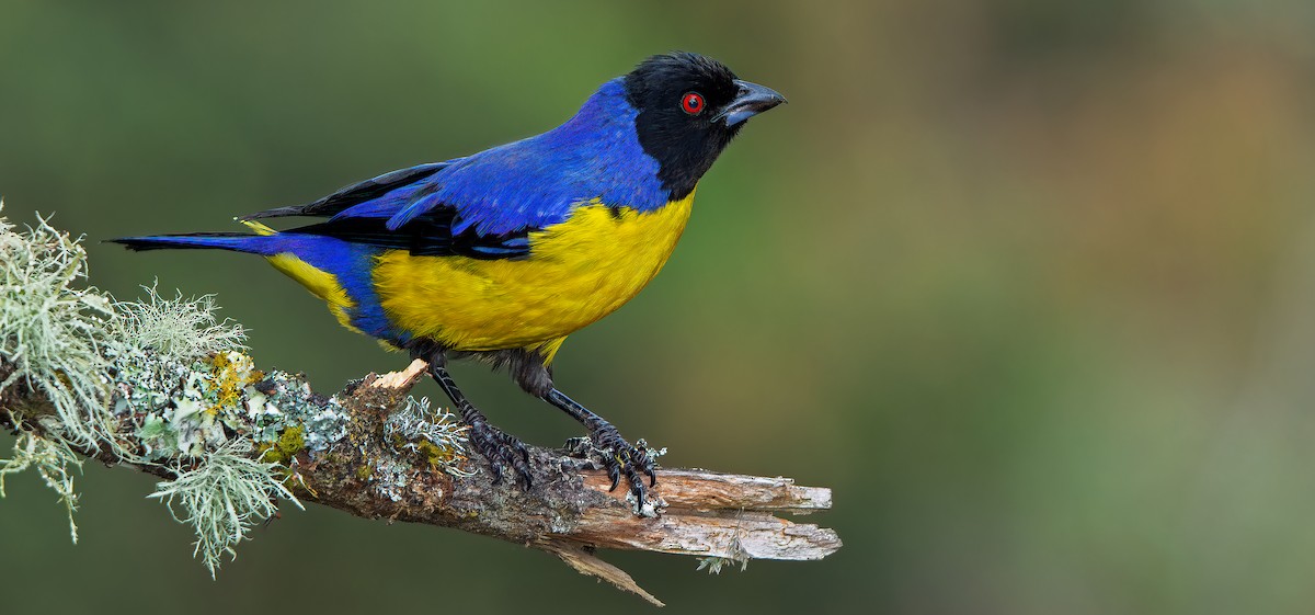 Hooded Mountain Tanager - W. Gareth Rasberry