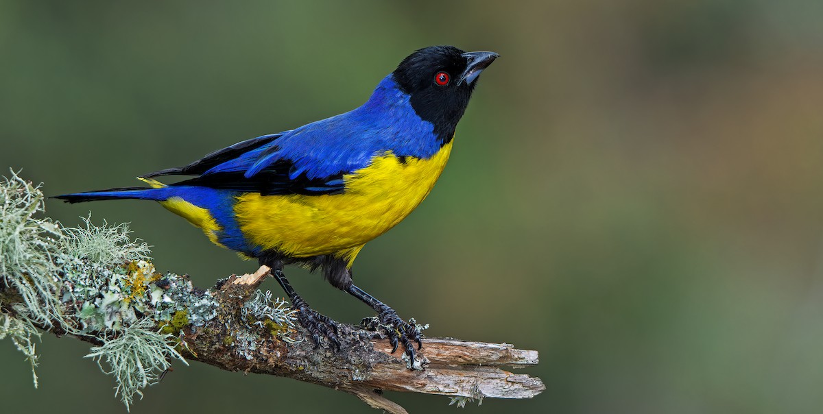 Hooded Mountain Tanager - W. Gareth Rasberry