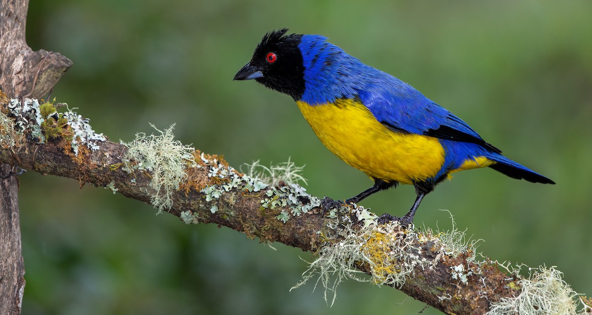 Hooded Mountain Tanager - W. Gareth Rasberry