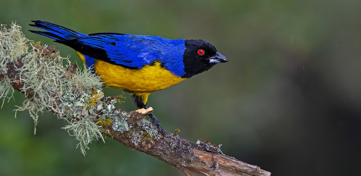 Hooded Mountain Tanager - W. Gareth Rasberry