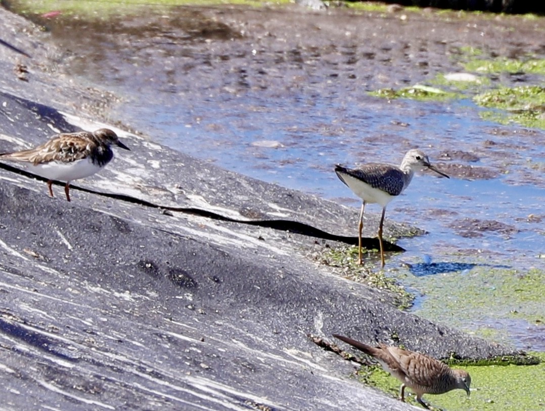 Lesser Yellowlegs - ML611682116