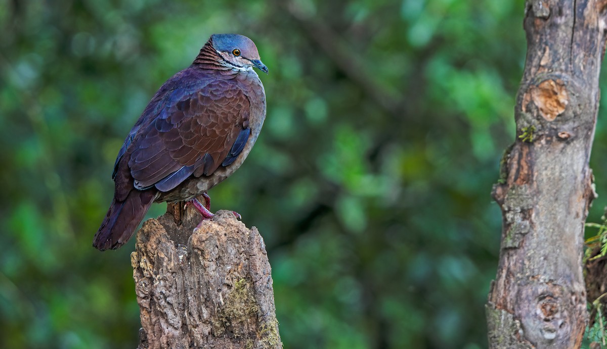 White-throated Quail-Dove - W. Gareth Rasberry