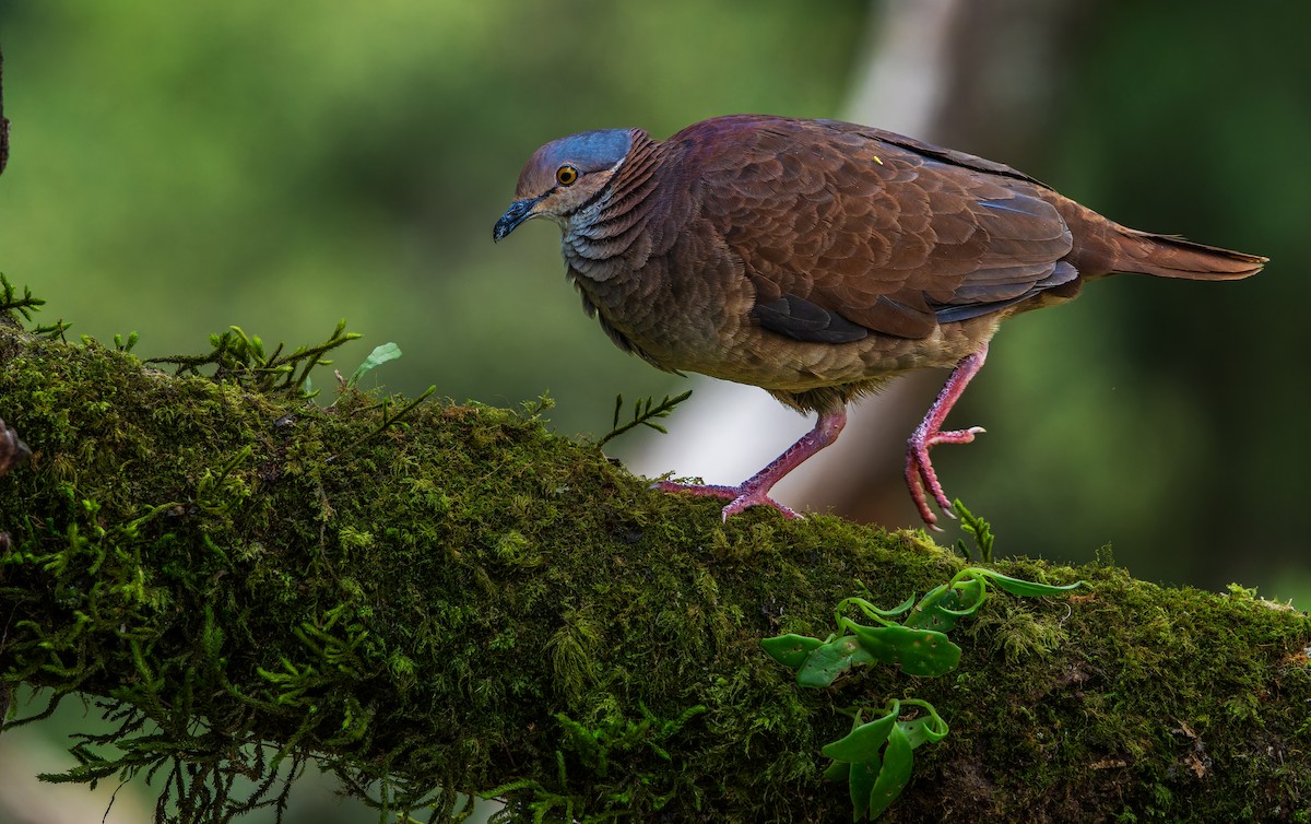 White-throated Quail-Dove - W. Gareth Rasberry